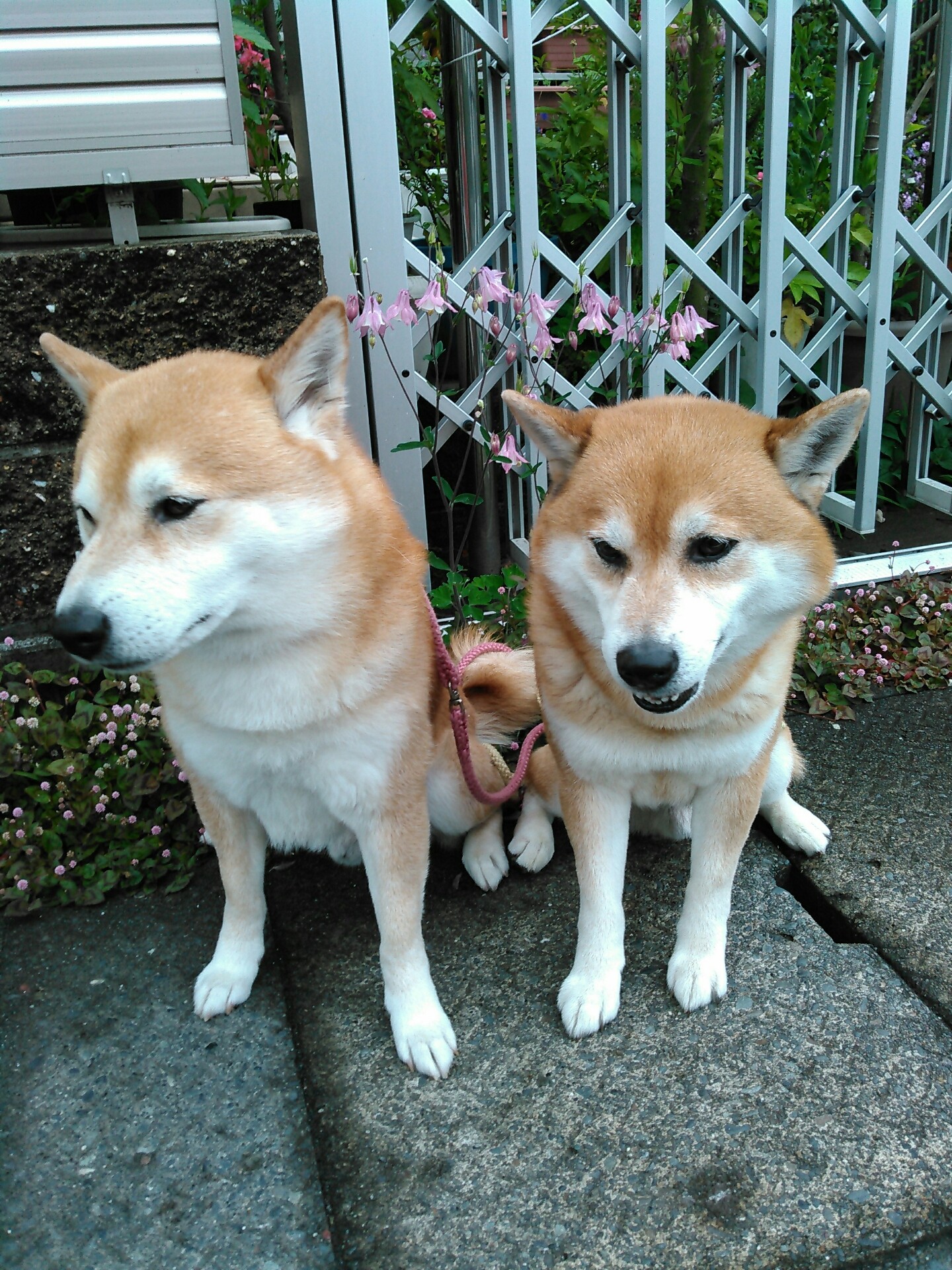 添い寝して 柴犬トキまるタカまる11歳 添い寝して 柴犬トキまるタカまる11歳