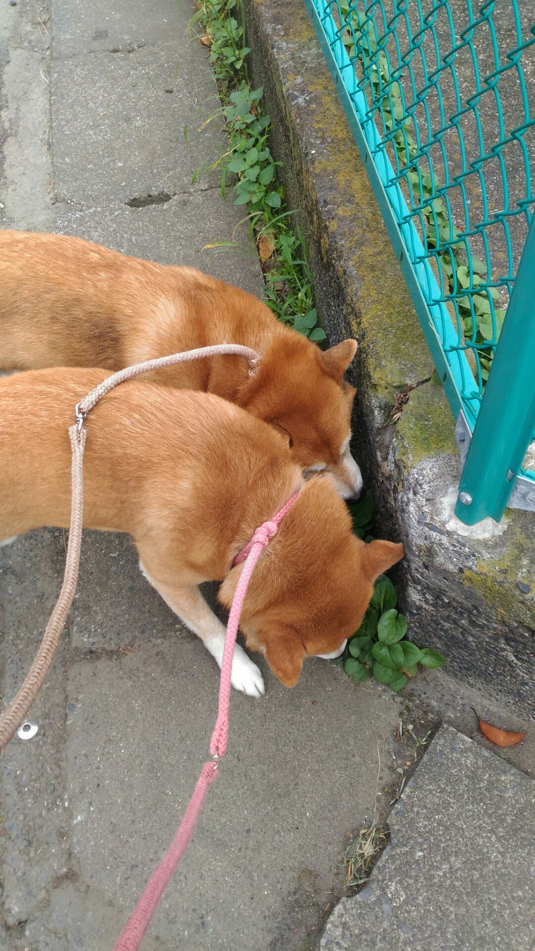 散歩中困る犬 柴犬トキまるタカまる10歳 散歩中困る犬 柴犬トキまるタカまる10歳