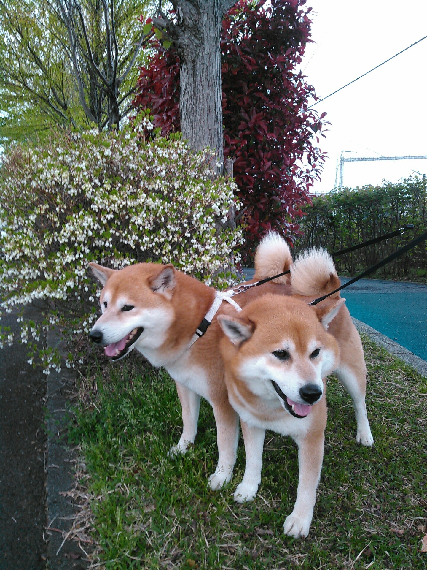 花筏とサッカー場と古墳 柴犬トキまるタカまる10歳 花筏とサッカー場と古墳 柴犬トキまるタカまる10歳