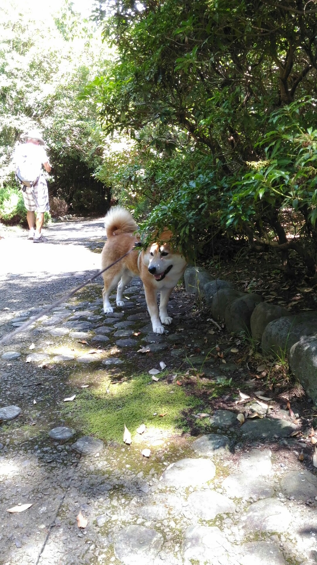 犬 名言シリーズ 柴犬トキまるタカまる11歳