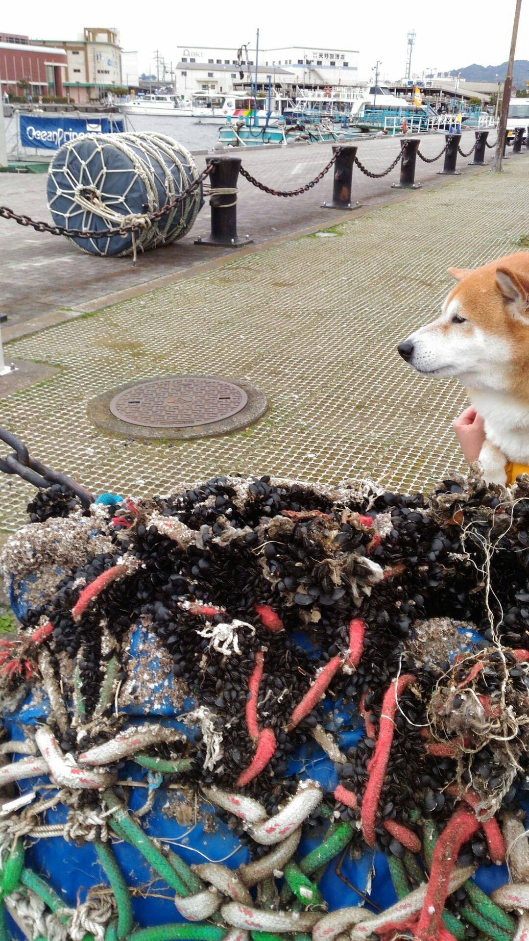 デカいブイ 柴犬トキまるタカまる11歳