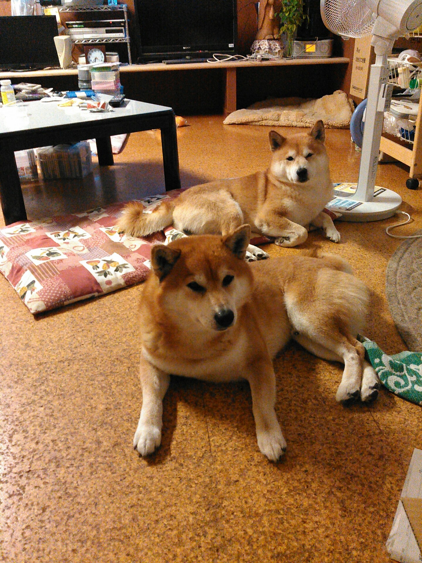 添い寝して 柴犬トキまるタカまる11歳 添い寝して 柴犬トキまるタカまる11歳