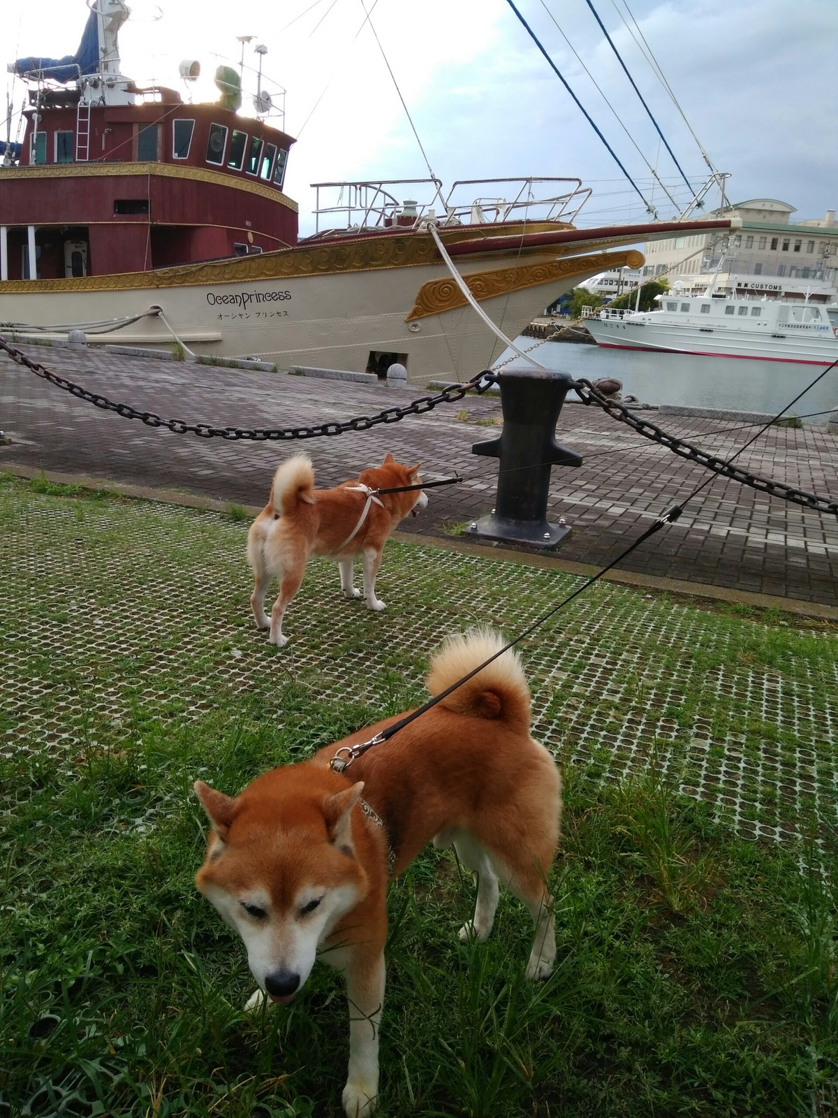 柴犬トキまるタカまる10歳