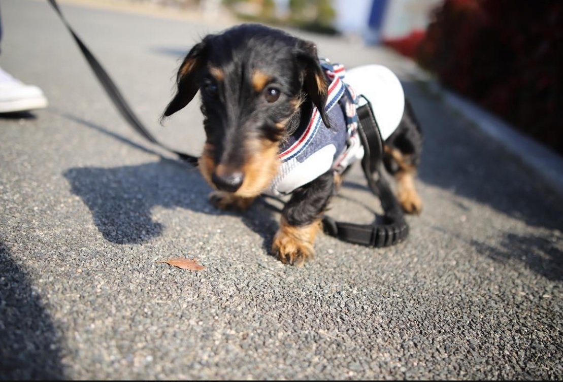 作ってみました ニームの虫除け ｈ ｌ ｎｉｃｏそしてｂ ｌ