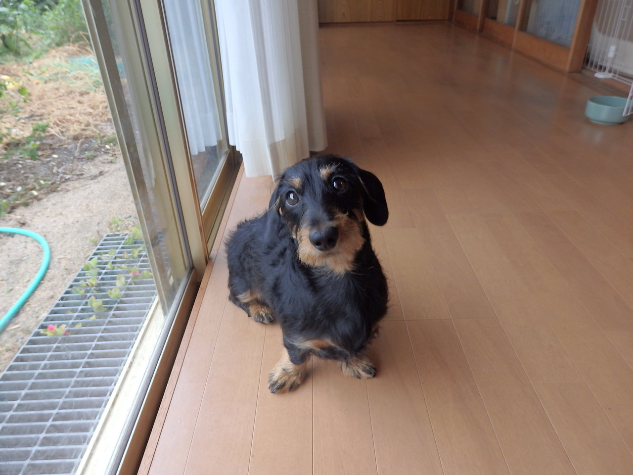 ティッシュを食べちゃった ｈ ｌ ｎｉｃｏそしてｂ ｌ