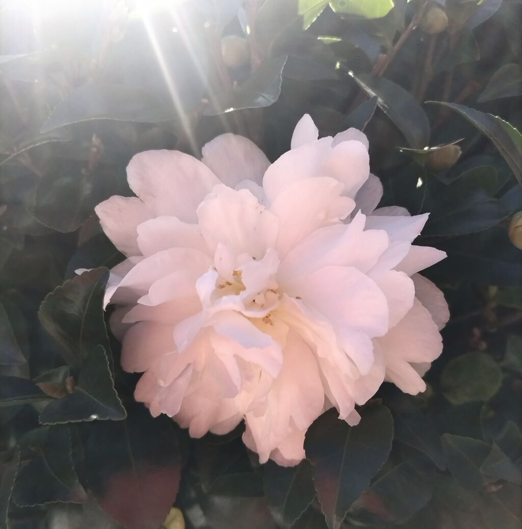 切ない花言葉 はるの部屋