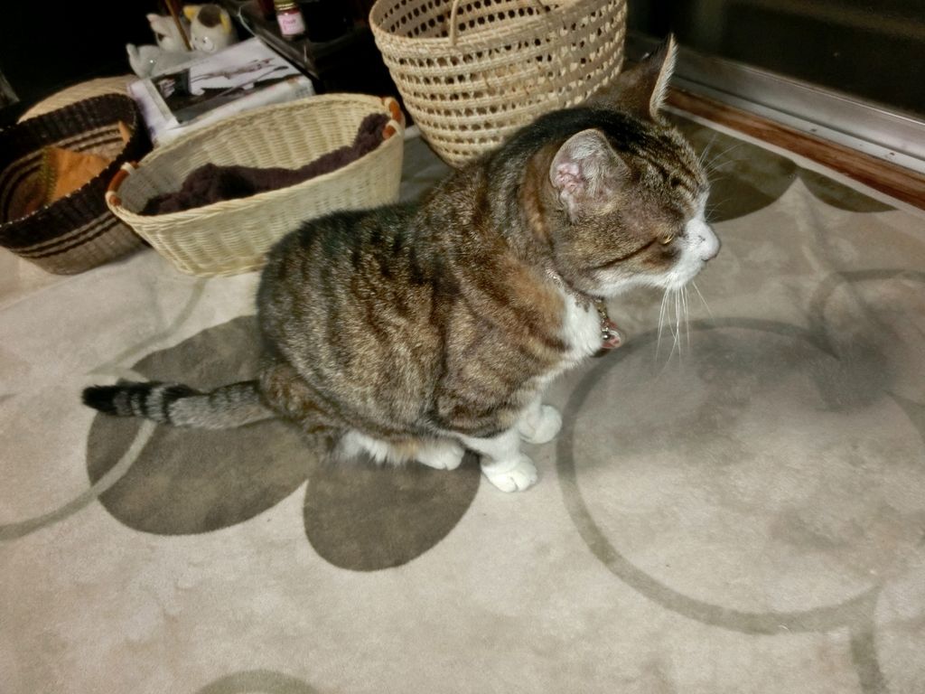 寒いと動きたくないニャ ニャンコ10匹気ままな生活