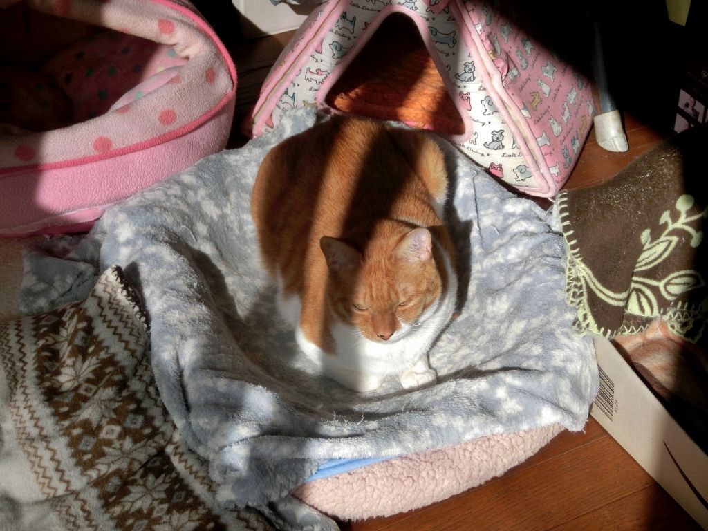 寒いと動きたくないニャ ニャンコ10匹気ままな生活