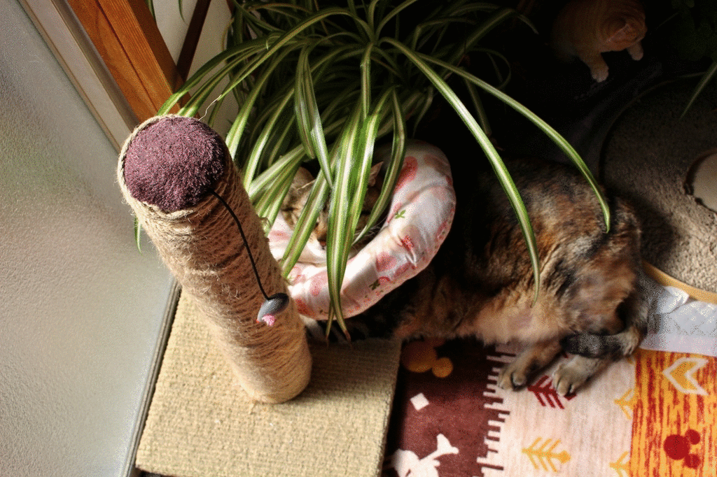 自由だな ニャンコ10匹気ままな生活