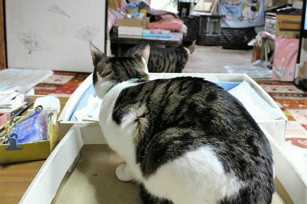 ここが気に入ってるニャ ニャンコ10匹気ままな生活 ここが気に入ってるニャ ニャンコ10匹気ままな生活