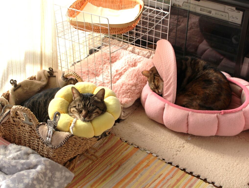 ニャンコ11匹気ままな生活♡ : 今年もよろしくニャ～