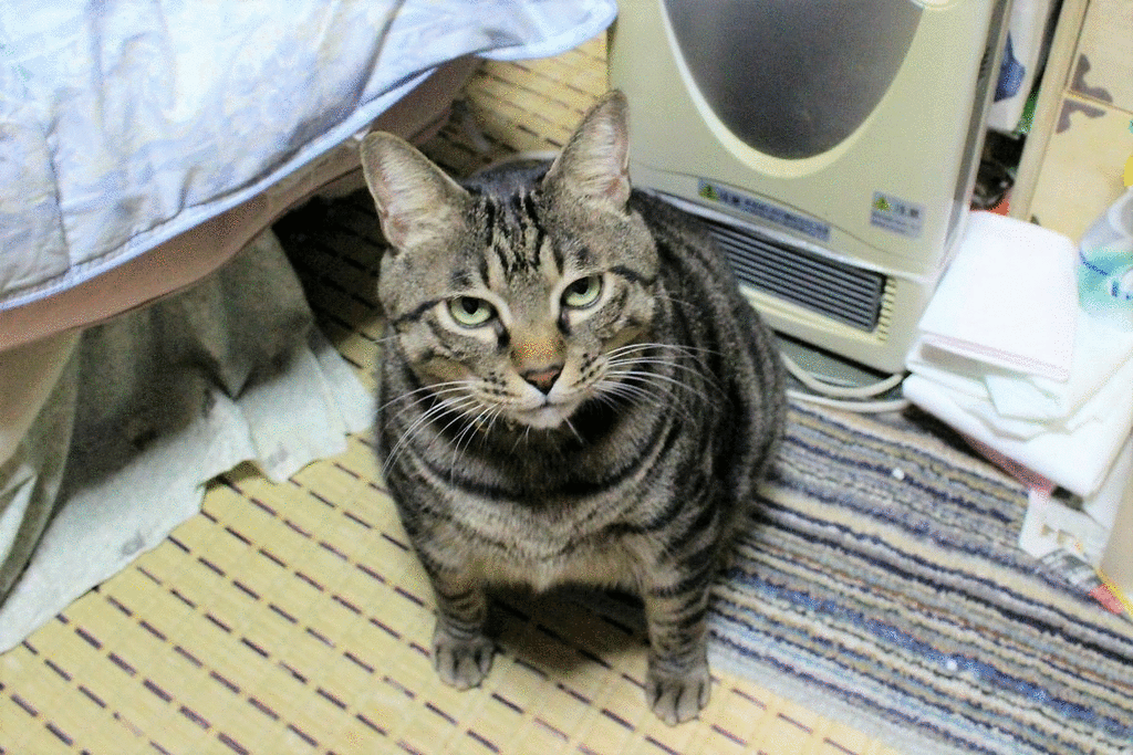 ここが気に入ってるニャ ニャンコ10匹気ままな生活 ここが気に入ってるニャ ニャンコ10匹気ままな生活