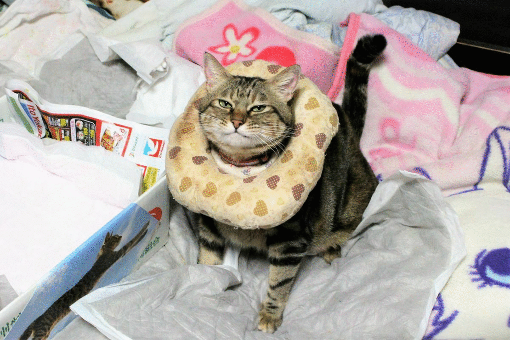 ここが気に入ってるニャ ニャンコ10匹気ままな生活 ここが気に入ってるニャ ニャンコ10匹気ままな生活