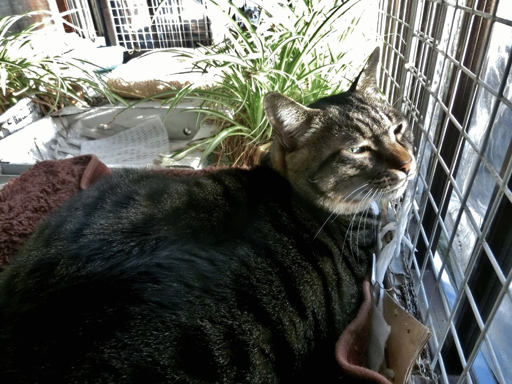 寒いと動きたくないニャ ニャンコ10匹気ままな生活