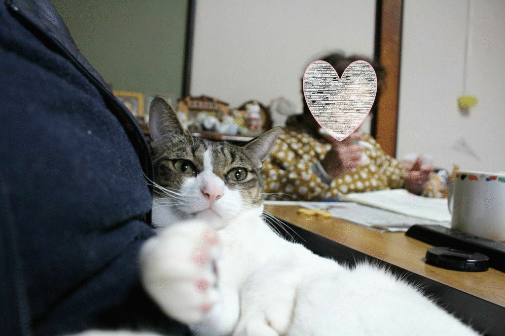 ここが気に入ってるニャ ニャンコ10匹気ままな生活 ここが気に入ってるニャ ニャンコ10匹気ままな生活