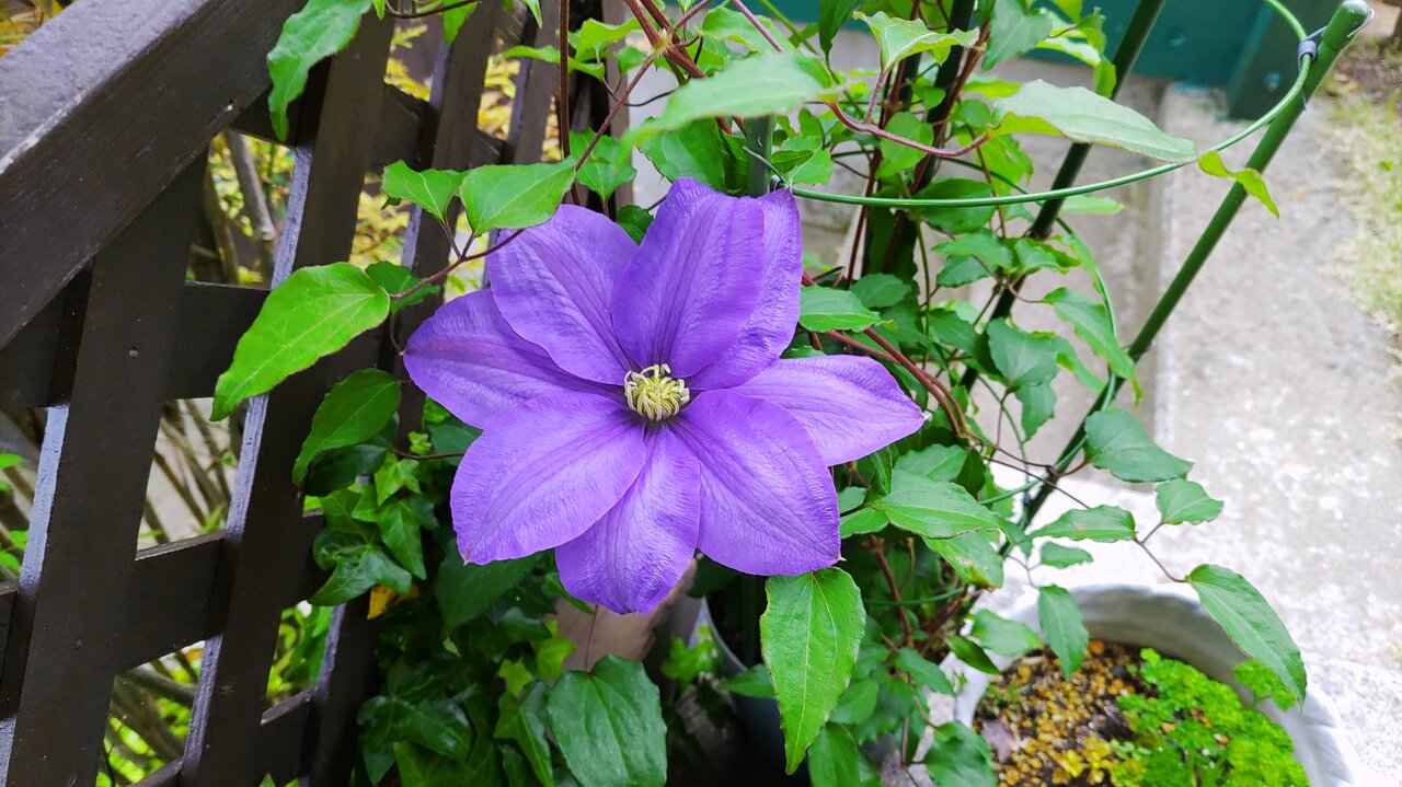テッセンの花 風のたより