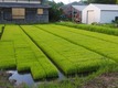 IMG_20200520_055803