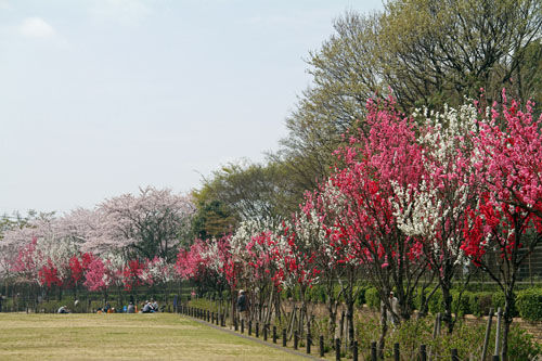 麻溝公園の花桃ー 照手姫 濱ちゃんの花日記 麻溝公園の花桃ー 照手姫 濱ちゃんの花日記