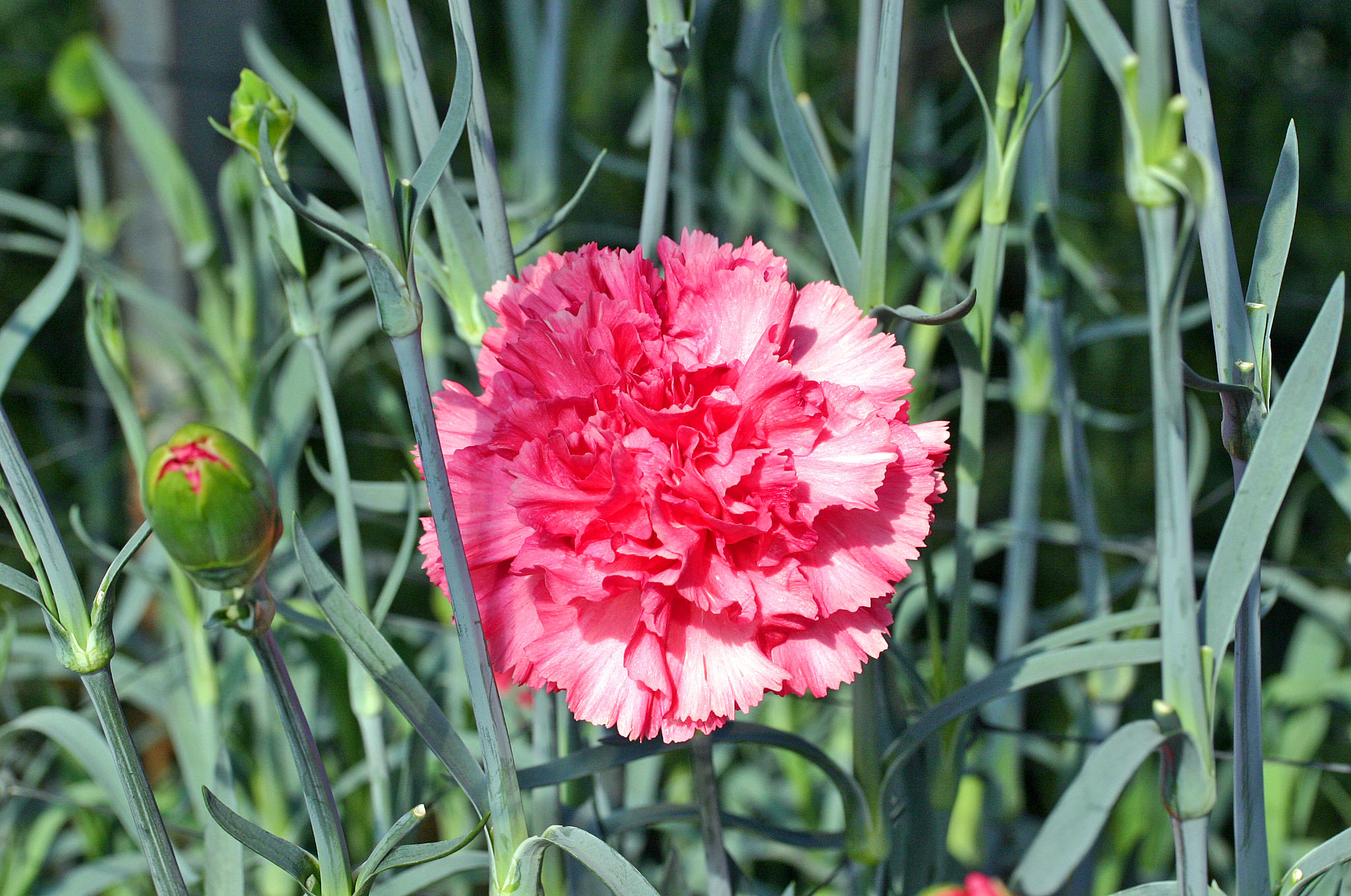 かわづカーネーション見本園 の花々 濱ちゃんの花日記