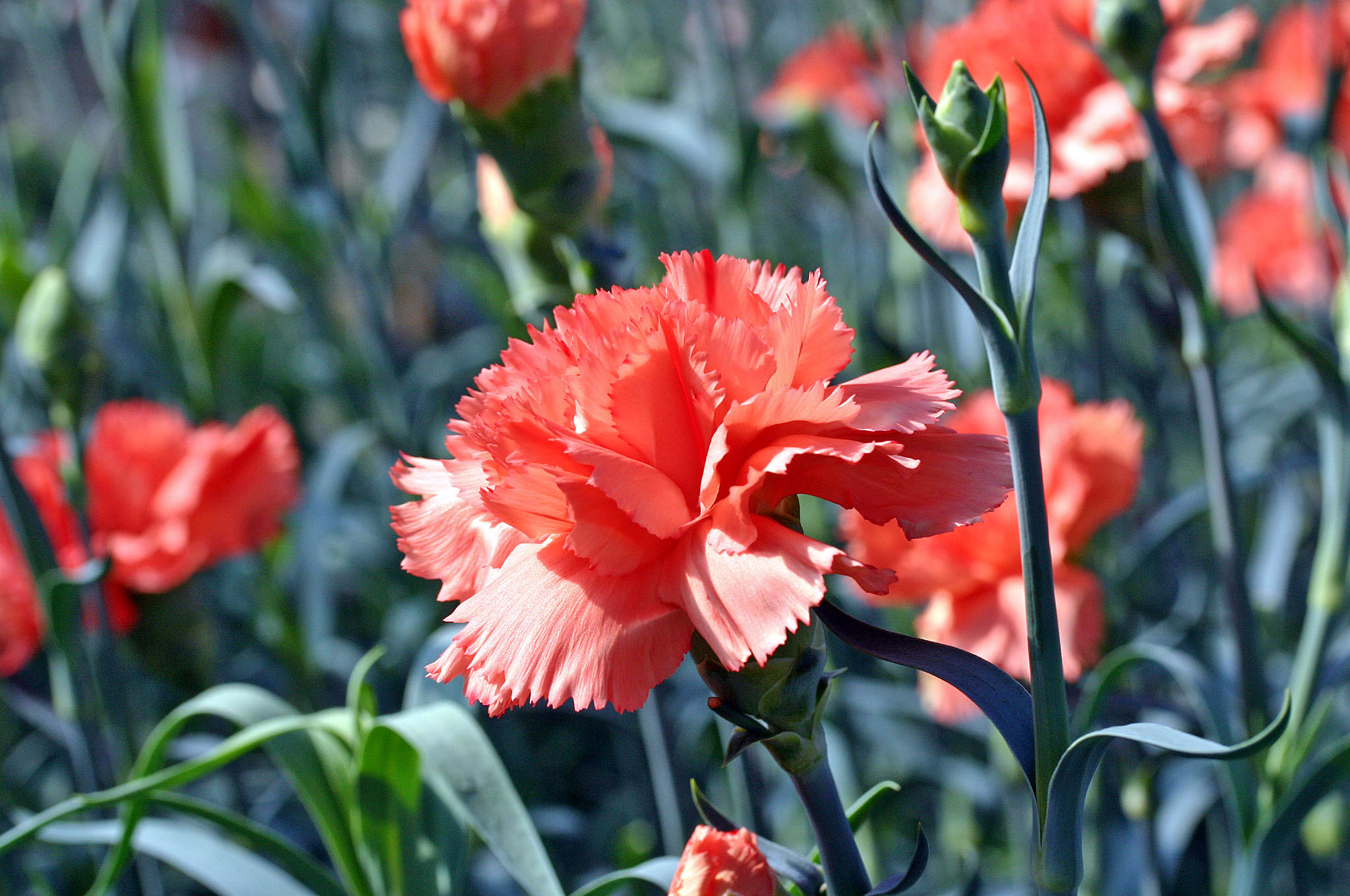 かわづカーネーション見本園 の花々 濱ちゃんの花日記