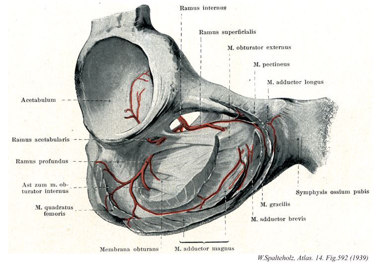 円靭帯を出血せずに切離する方法 整形外科医のブログ