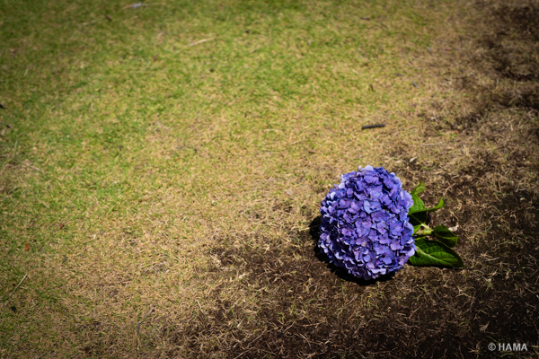 DSC09554_LRs