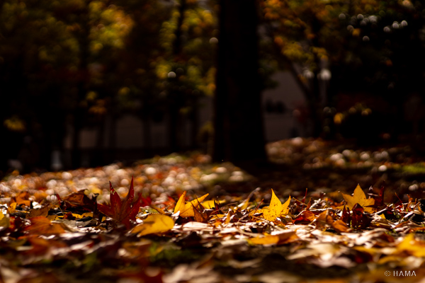 DSC01027_LRs