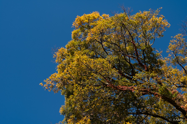 DSC01216_LRs