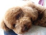 2008/4/2:今日ののび太2