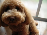 2008/4/2:今日ののび太1