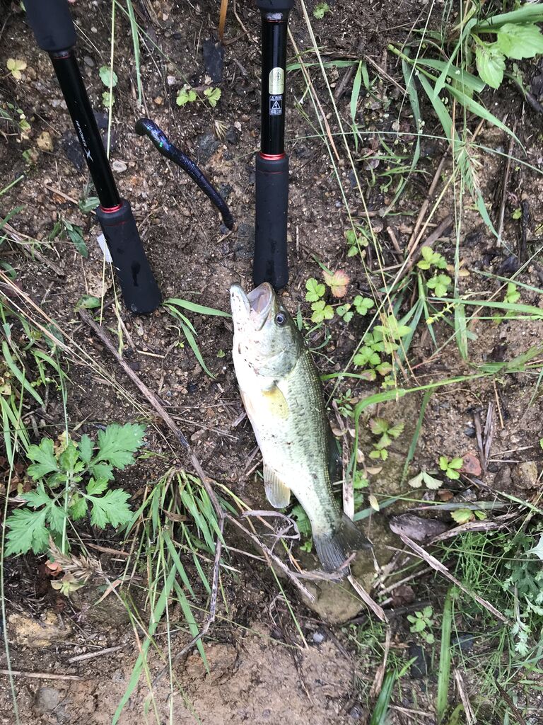 広島でゆっくりまったりバス釣りを楽しむ日記 ゴリラ池