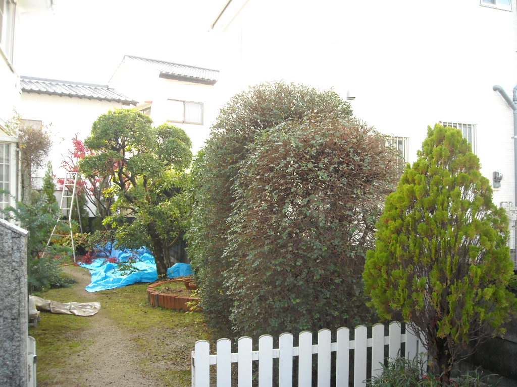 小郡市でヤマモモ トキワマンサク モミジ カシの生垣を剪定しました お庭の手入れや剪定なら小郡市 筑紫野市 久留米市の植木屋 浜田造園