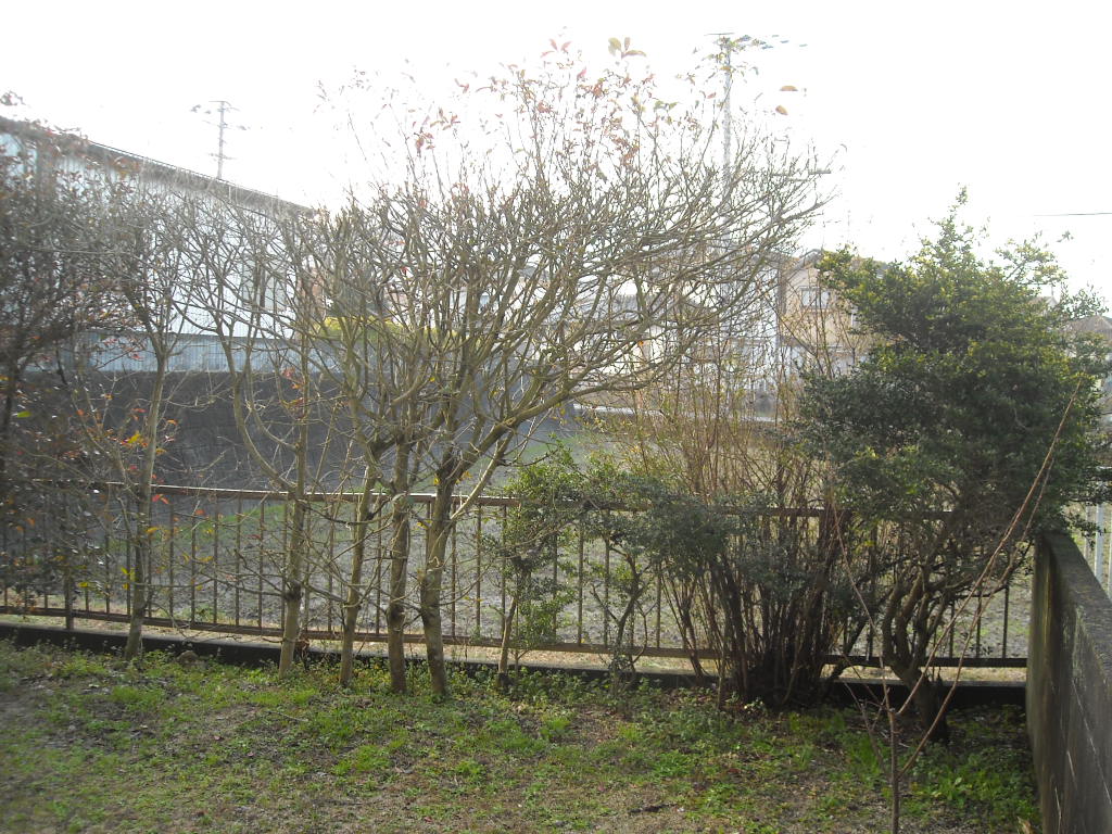 筑紫野市吉木で枯れたレッドロビンをラカンマキに植え替えました お庭の手入れや剪定なら小郡市 筑紫野市 久留米市の植木屋 浜田造園