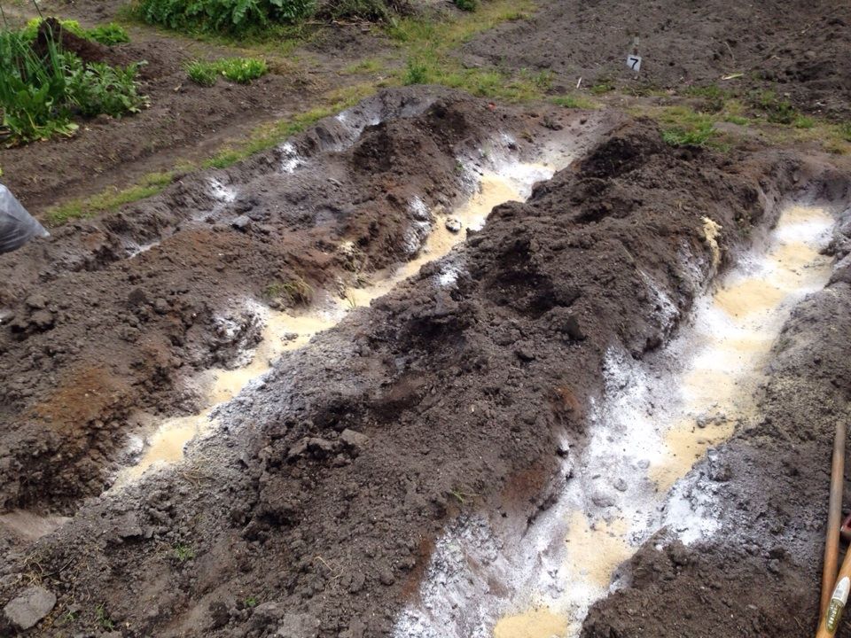 畑生活の始まり 玄米のとぎ汁乳酸菌から始まったロハスな暮らし