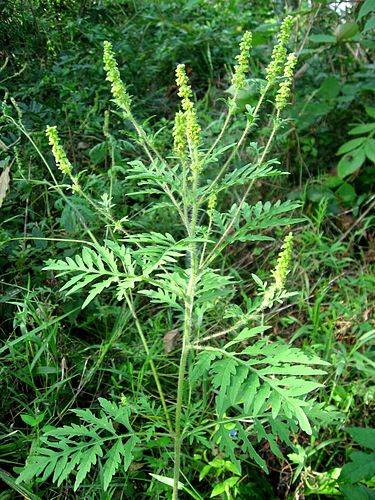 375px-Ambrosia_artemisiifolia_080908