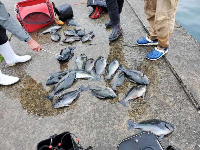 すさみ町見老津、浜丸渡船の釣果情報（和歌山県）
	  見老津、シゴトバ・横島・クズレ・牛の首・チョボ・ムギ石でグレ31匹、尾長グレ2匹