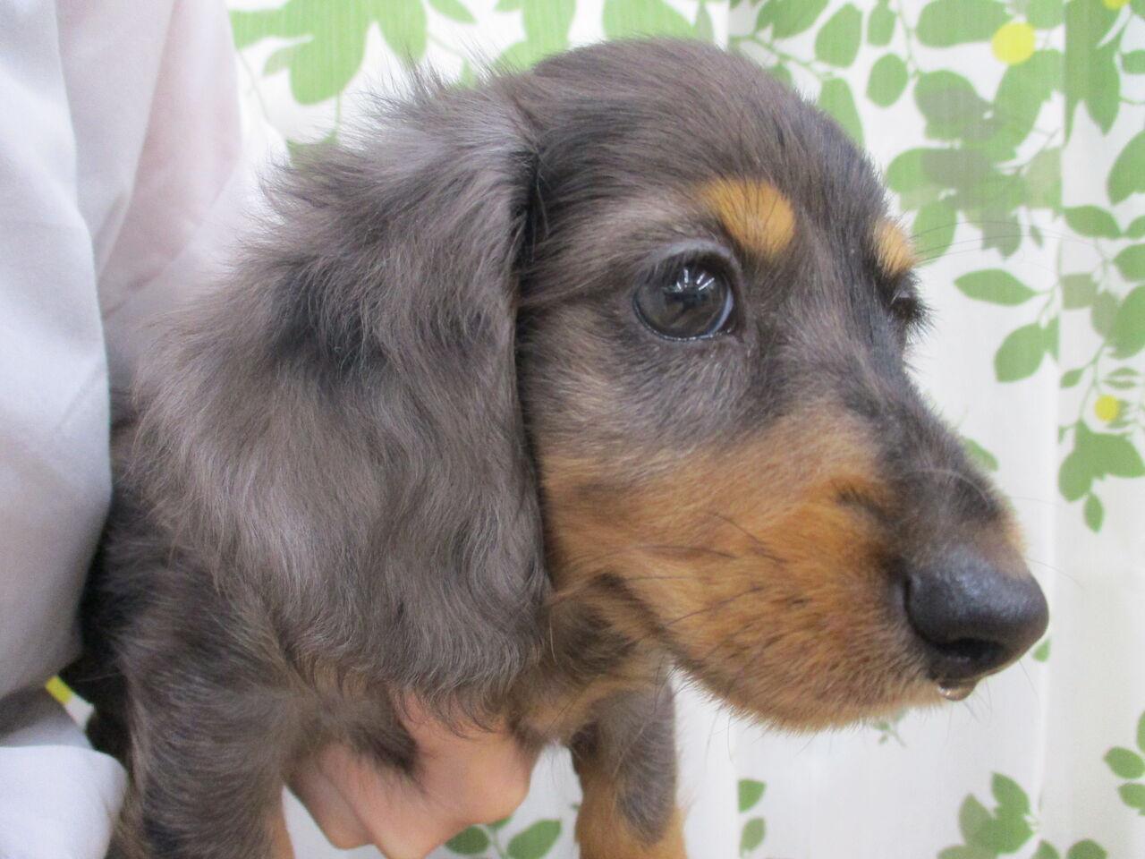 犬猫ブログ 浜松市 東区 ペットショップ ワンラブ浜松本店ブログ 犬猫ブログ 浜松市 東区 ペットショップ ワンラブ浜松本店ブログ