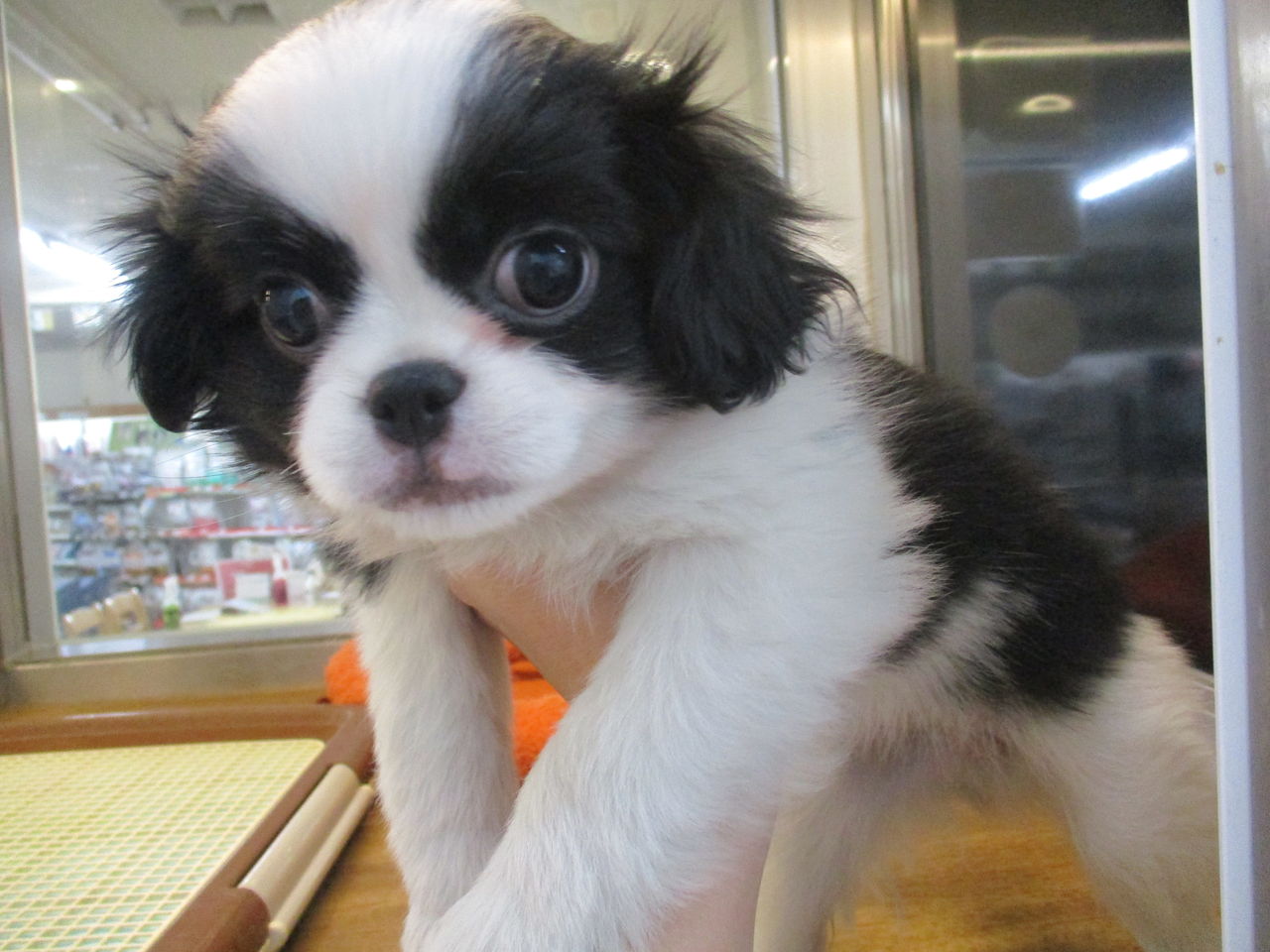 犬猫ブログ 浜松市 東区 ペットショップ ワンラブ浜松本店ブログ