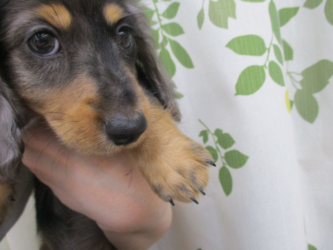 犬猫ブログ 浜松市 東区 ペットショップ ワンラブ浜松本店ブログ 犬猫ブログ 浜松市 東区 ペットショップ ワンラブ浜松本店ブログ