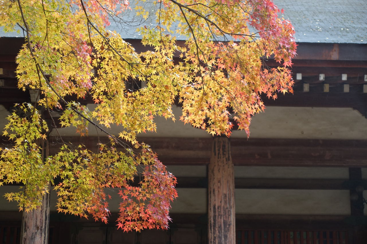 紅葉の観心寺から延命寺 花や木のある風景 紅葉の観心寺から延命寺 花や木のある風景