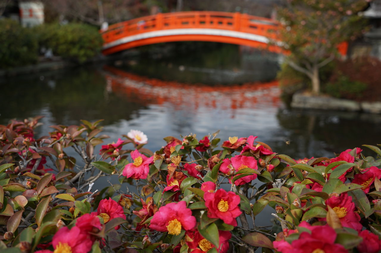 神泉苑の山茶花 サザンカ 花や木のある風景