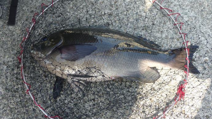 £´£¸Ñ¡¦£²¡¥£³£±Ô