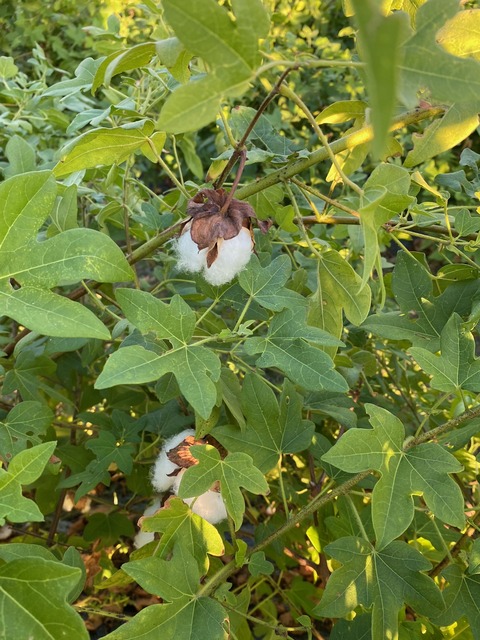 image7