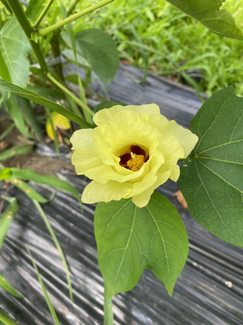 image60