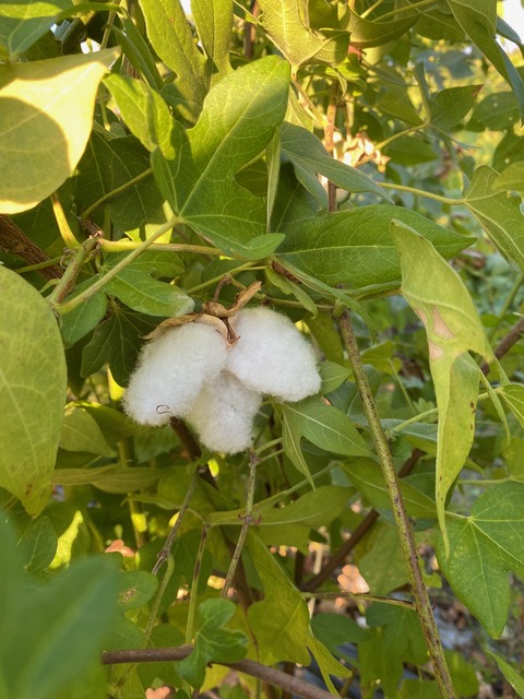 image4