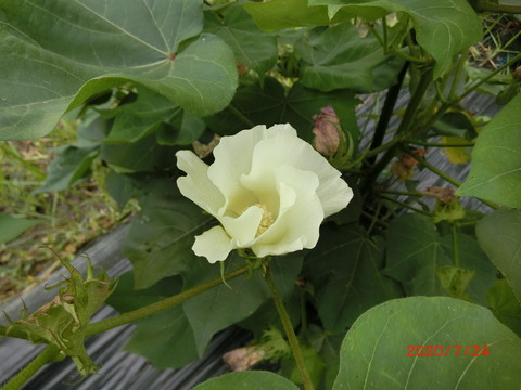 CIMG3826