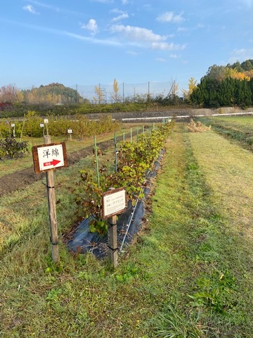 image12