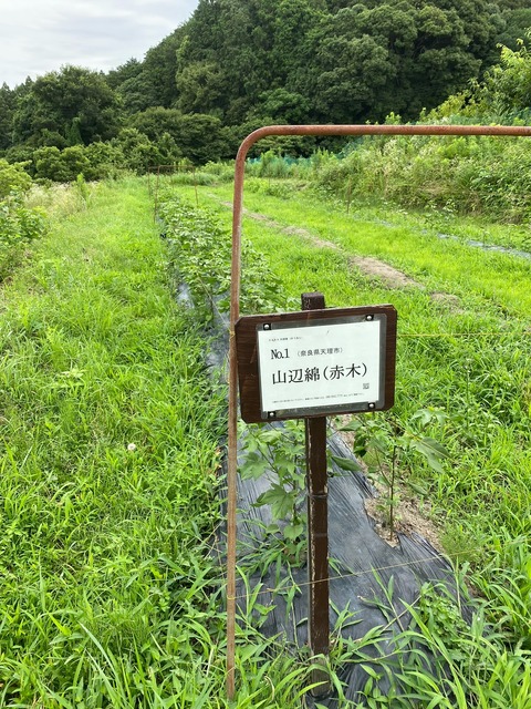 image0 - 2023-07-16 6号畑の赤木