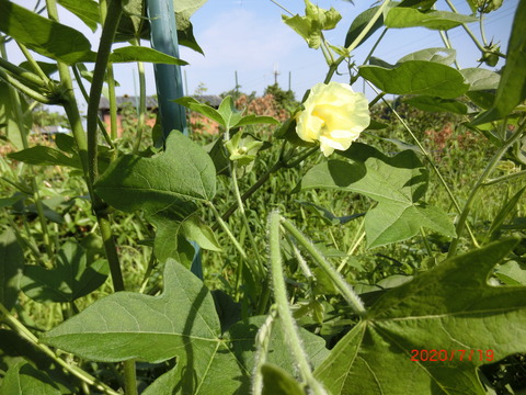 CIMG3753