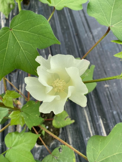 image0 - 2023-07-161洋綿アプランドの花